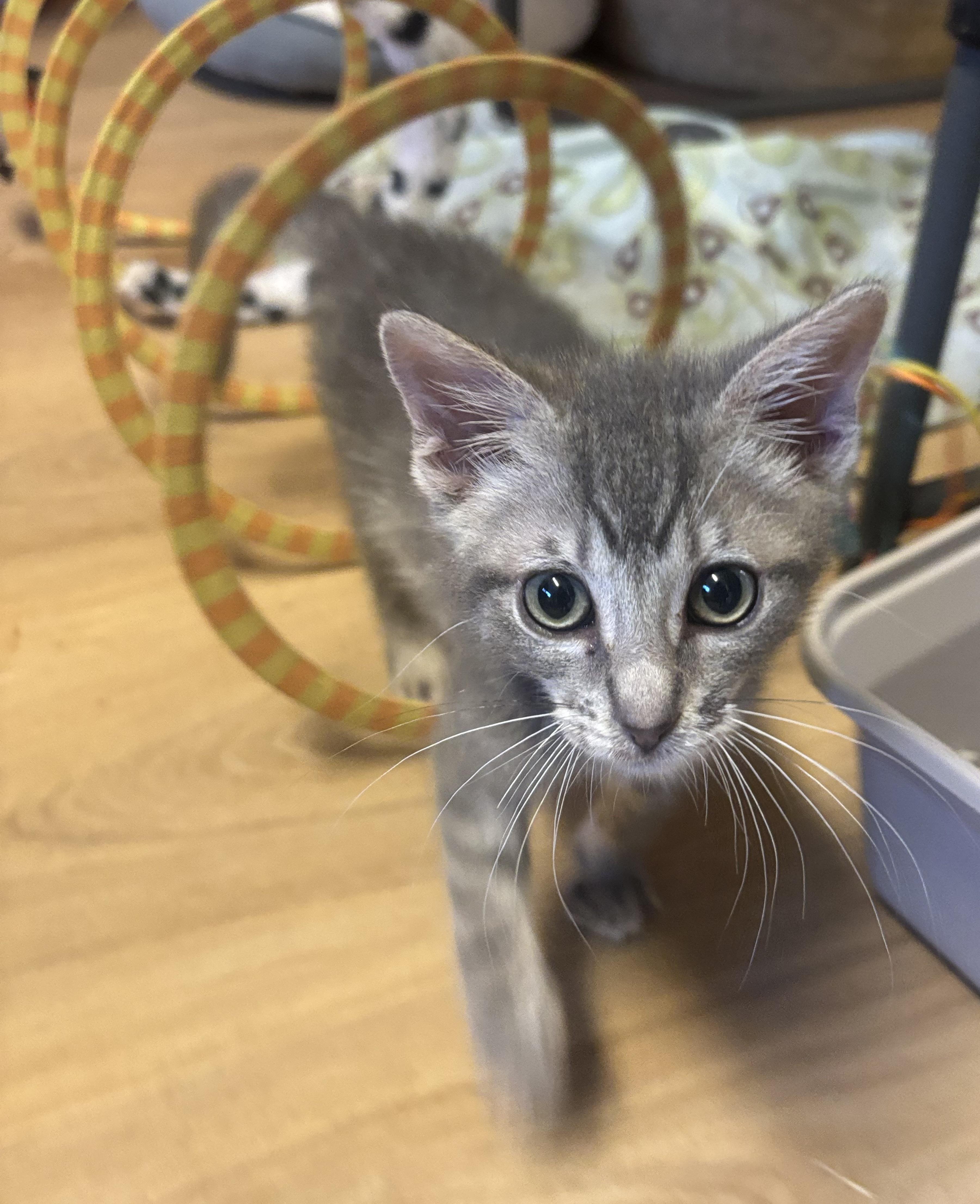 Mikey, an adopted Domestic Short Hair in Whittier, CA image 2/6