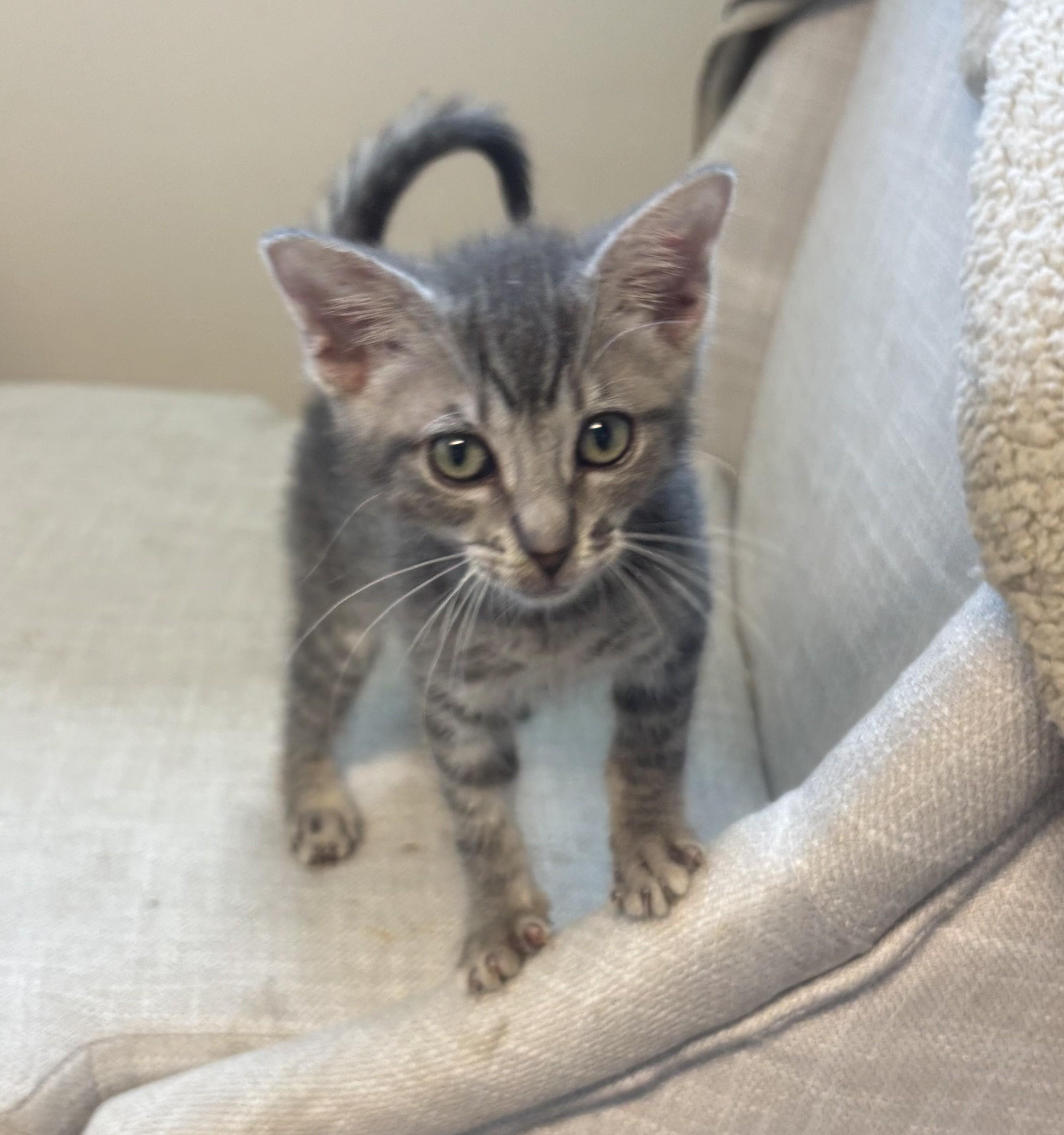 Mikey, an adopted Domestic Short Hair in Whittier, CA image 3/6