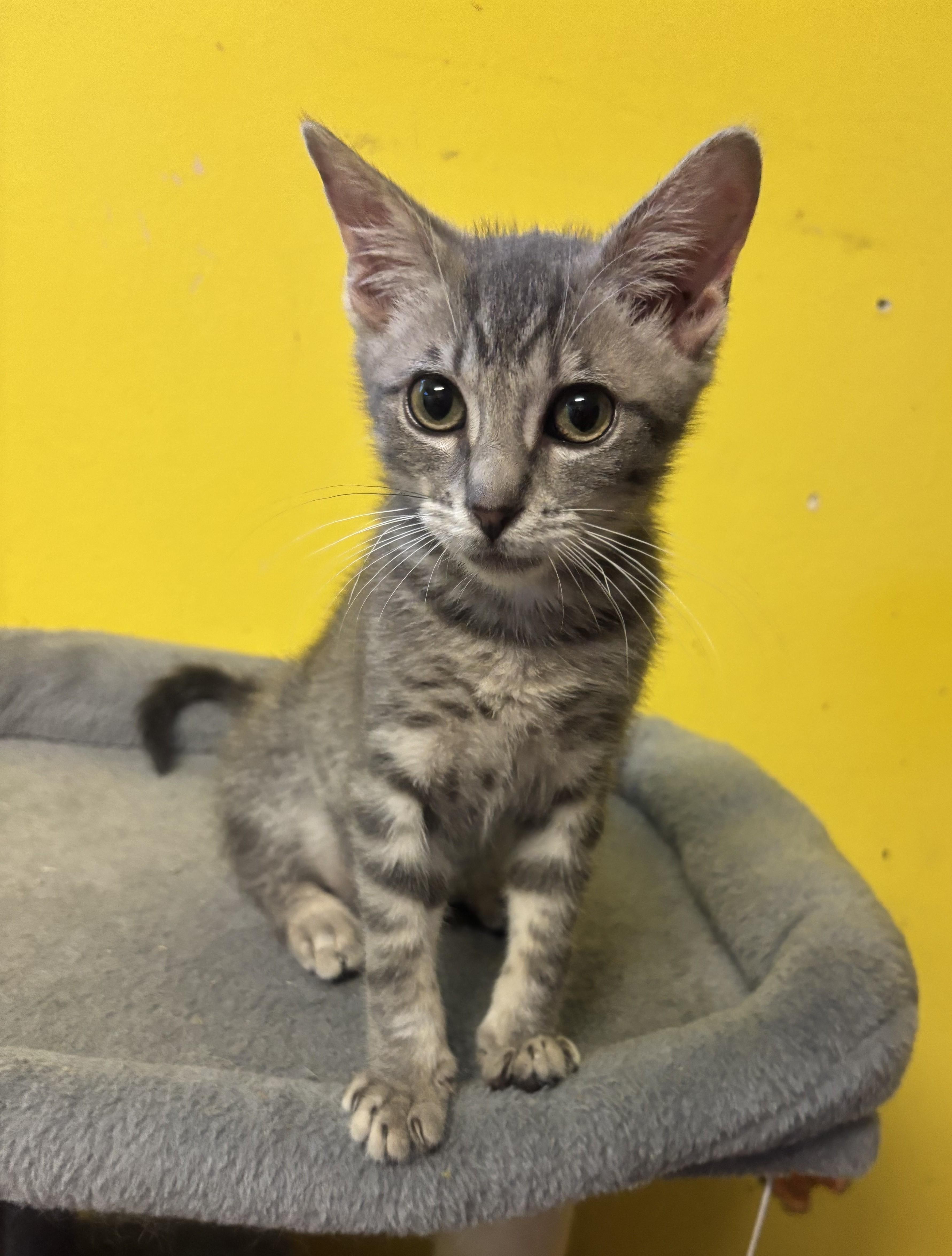 Mikey, an adopted Domestic Short Hair in Whittier, CA image 6/6