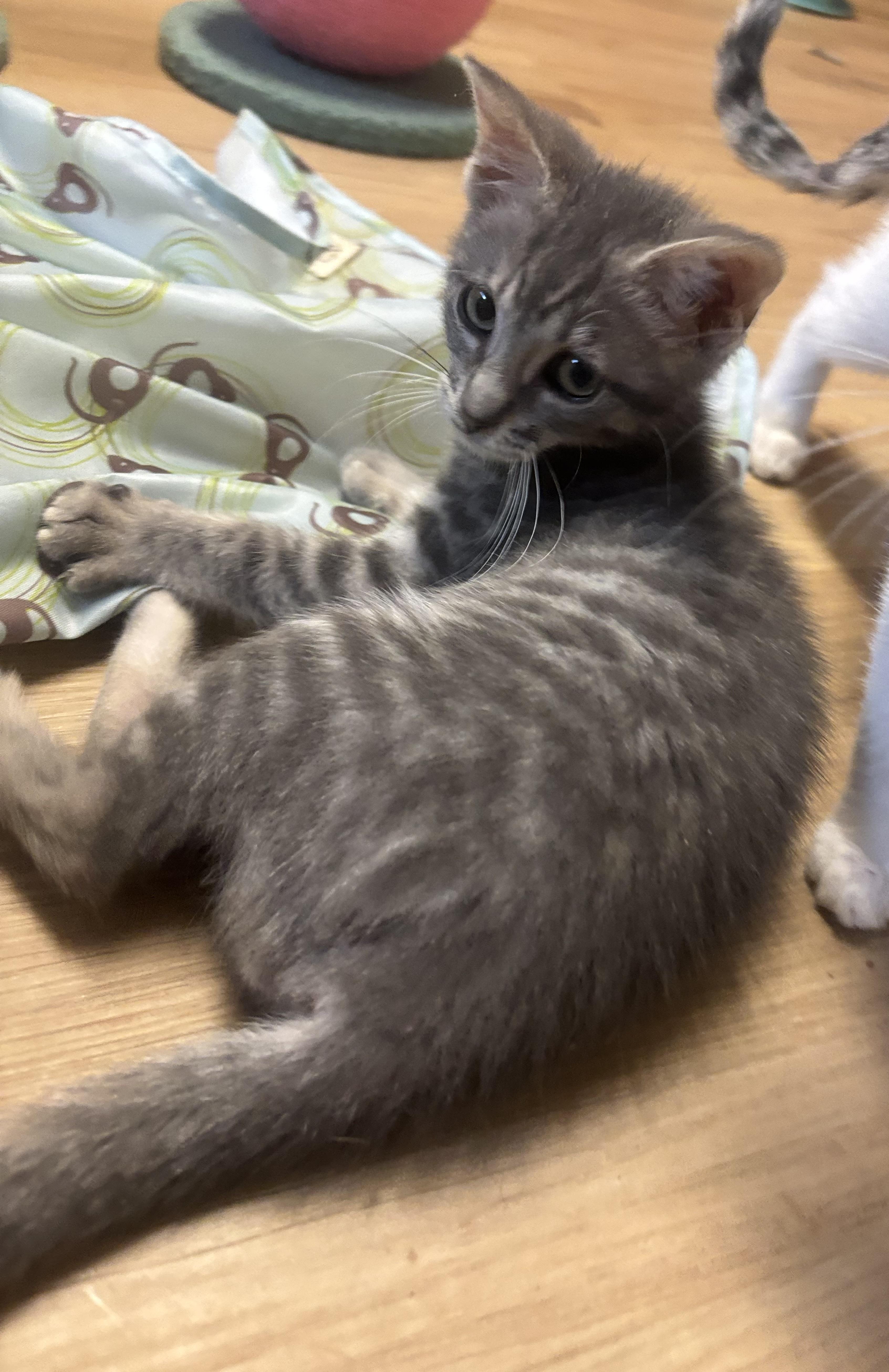 Mikey, an adopted Domestic Short Hair in Whittier, CA image 5/6