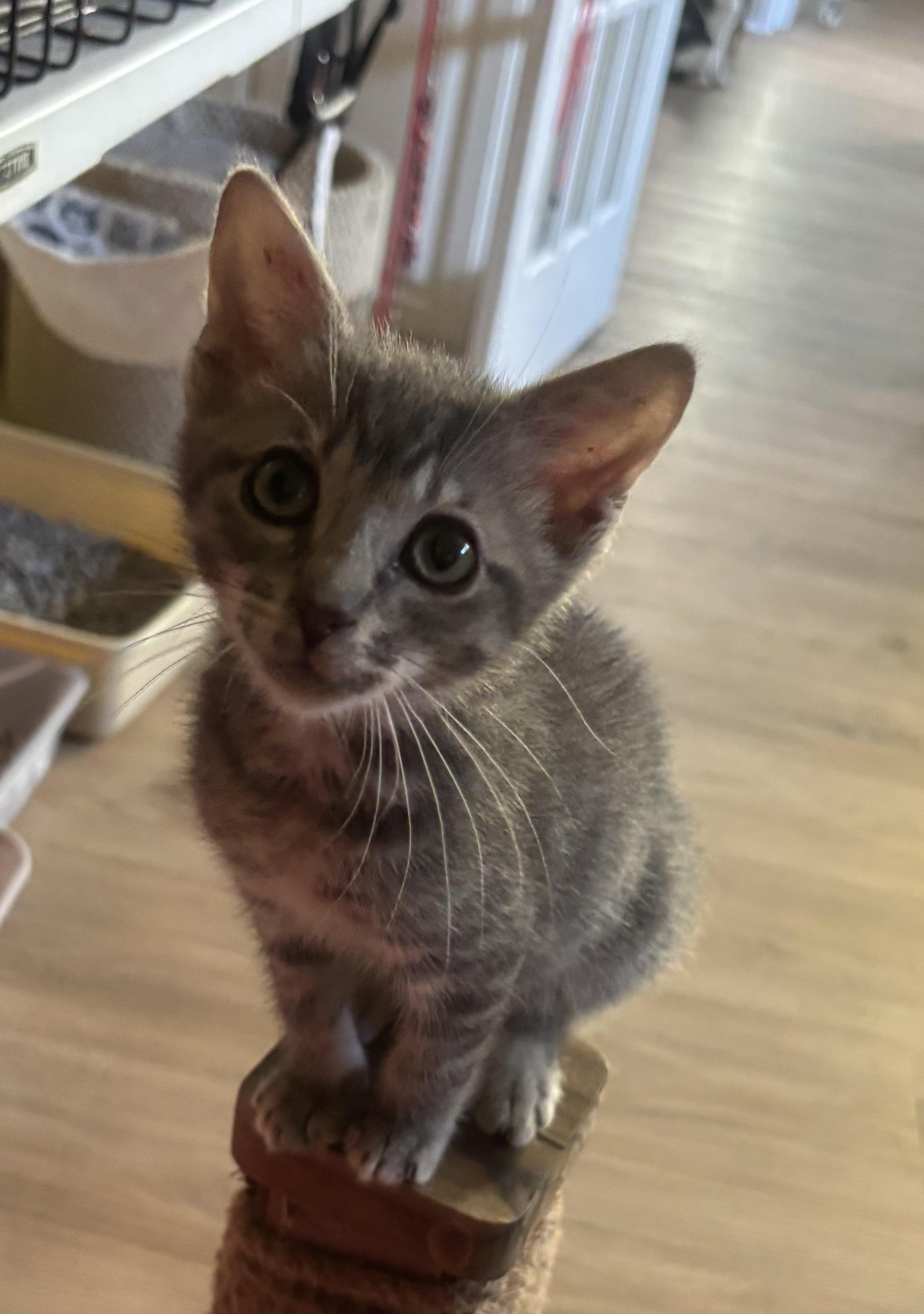 Mikey, an adopted Domestic Short Hair in Whittier, CA image 4/6