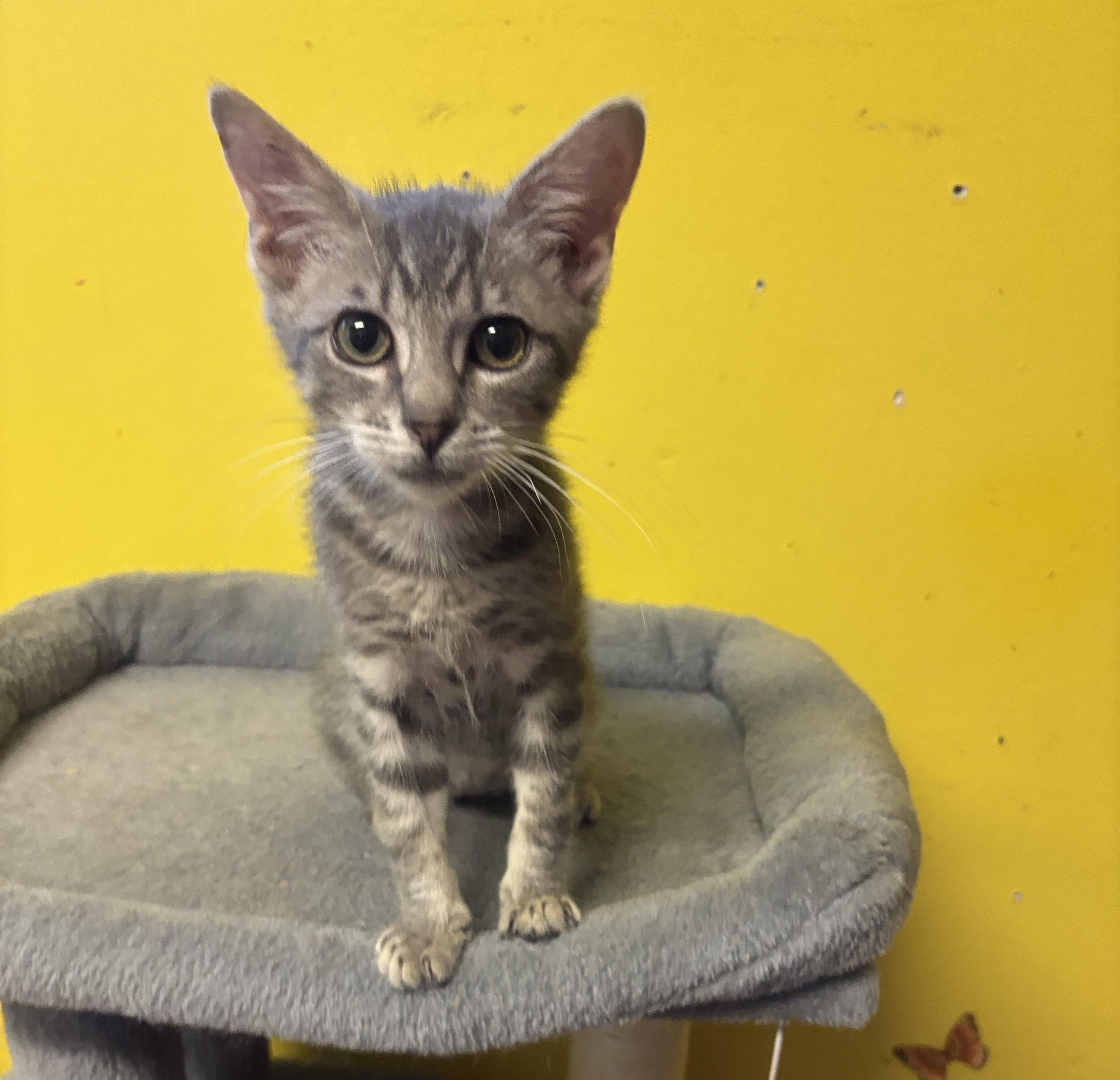 Mikey, adopted, Young Male Domestic Short Hair.