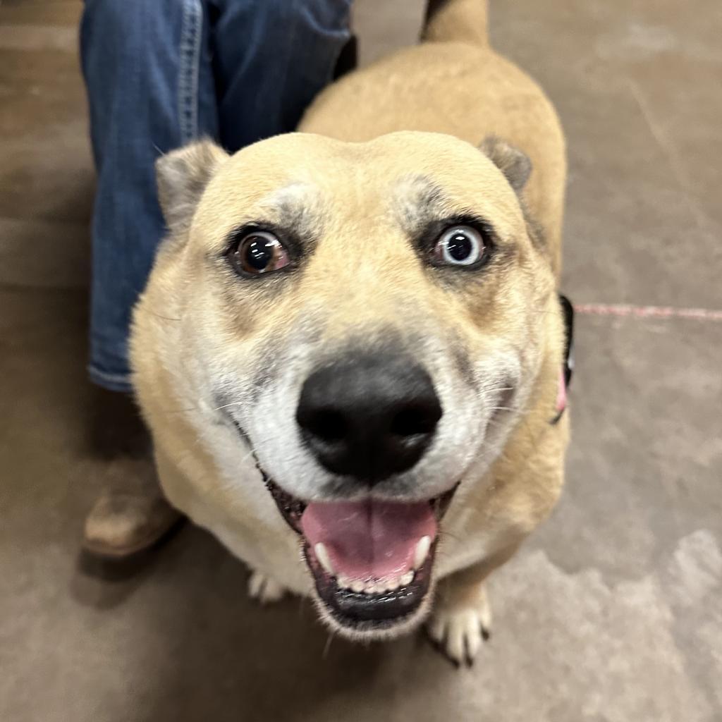 Enlarge Sadie - in foster, a Adoptable mixed breed in Flagstaff, AZ image 1/6