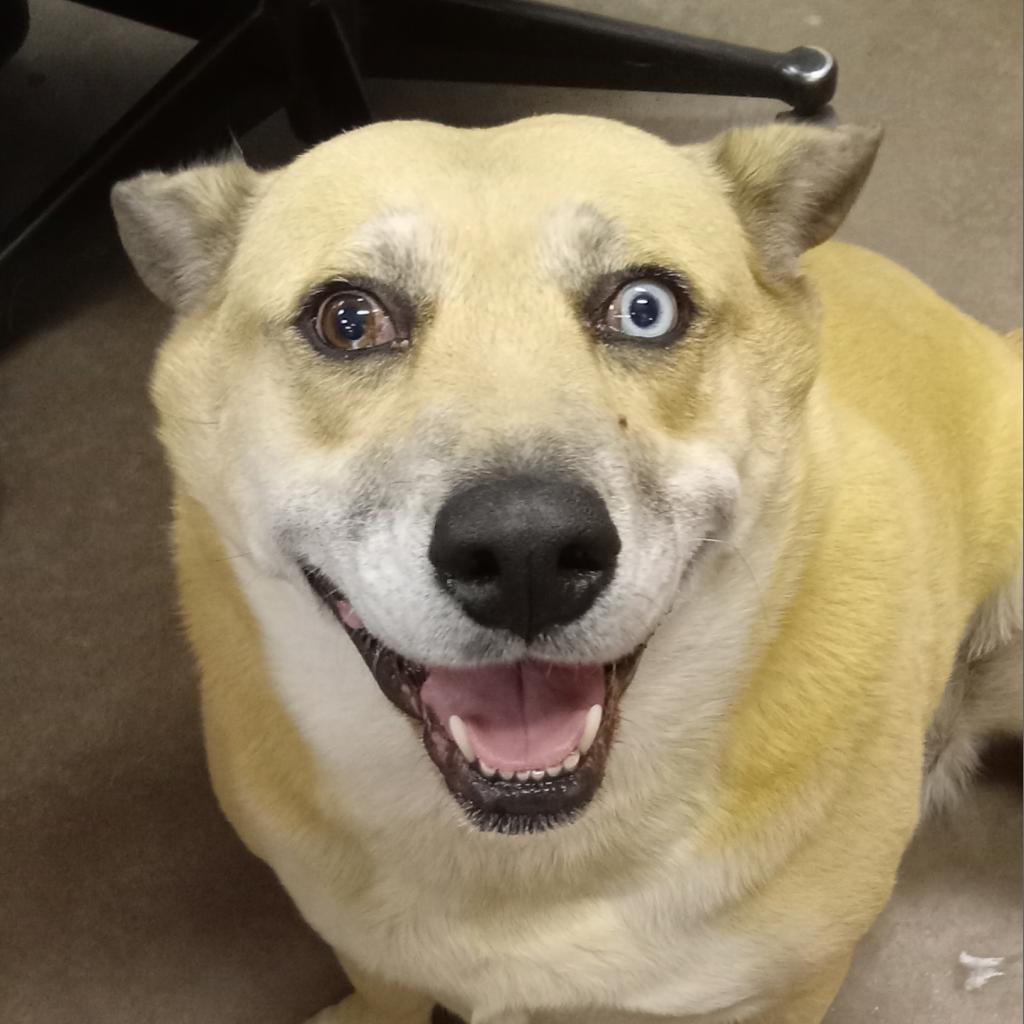 Enlarge Sadie - in foster, a Adoptable mixed breed in Flagstaff, AZ image 3/6