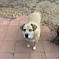 Enlarge Sadie - in foster, a Adoptable mixed breed in Flagstaff, AZ image 6/6