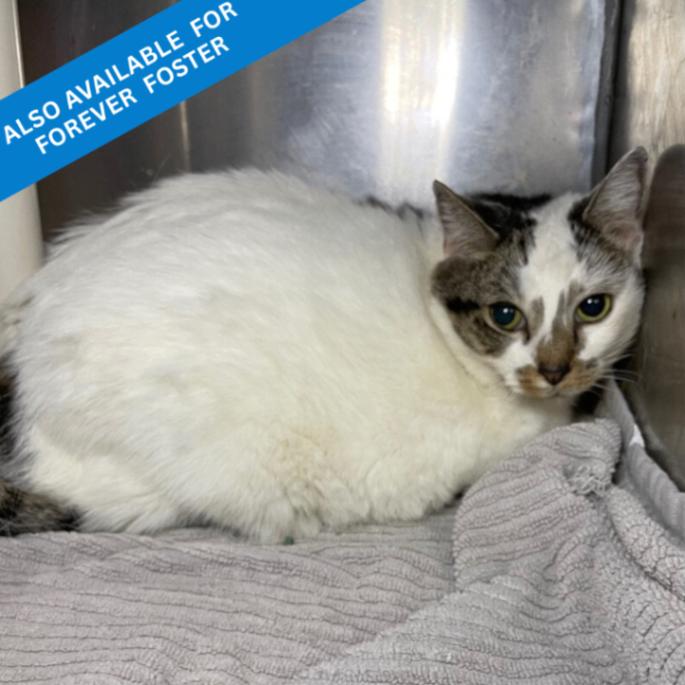 Flossie, Adoptable, Senior Female Domestic Short Hair.