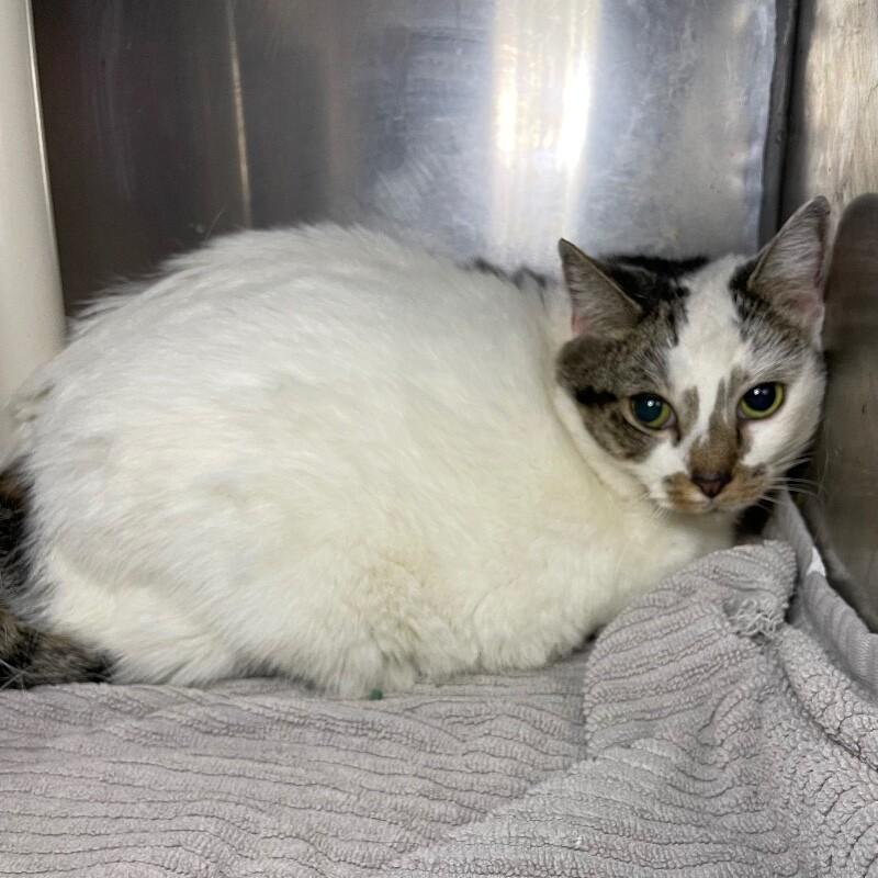 Flossie, a Adoptable Domestic Short Hair in Roanoke, VA image 2/2