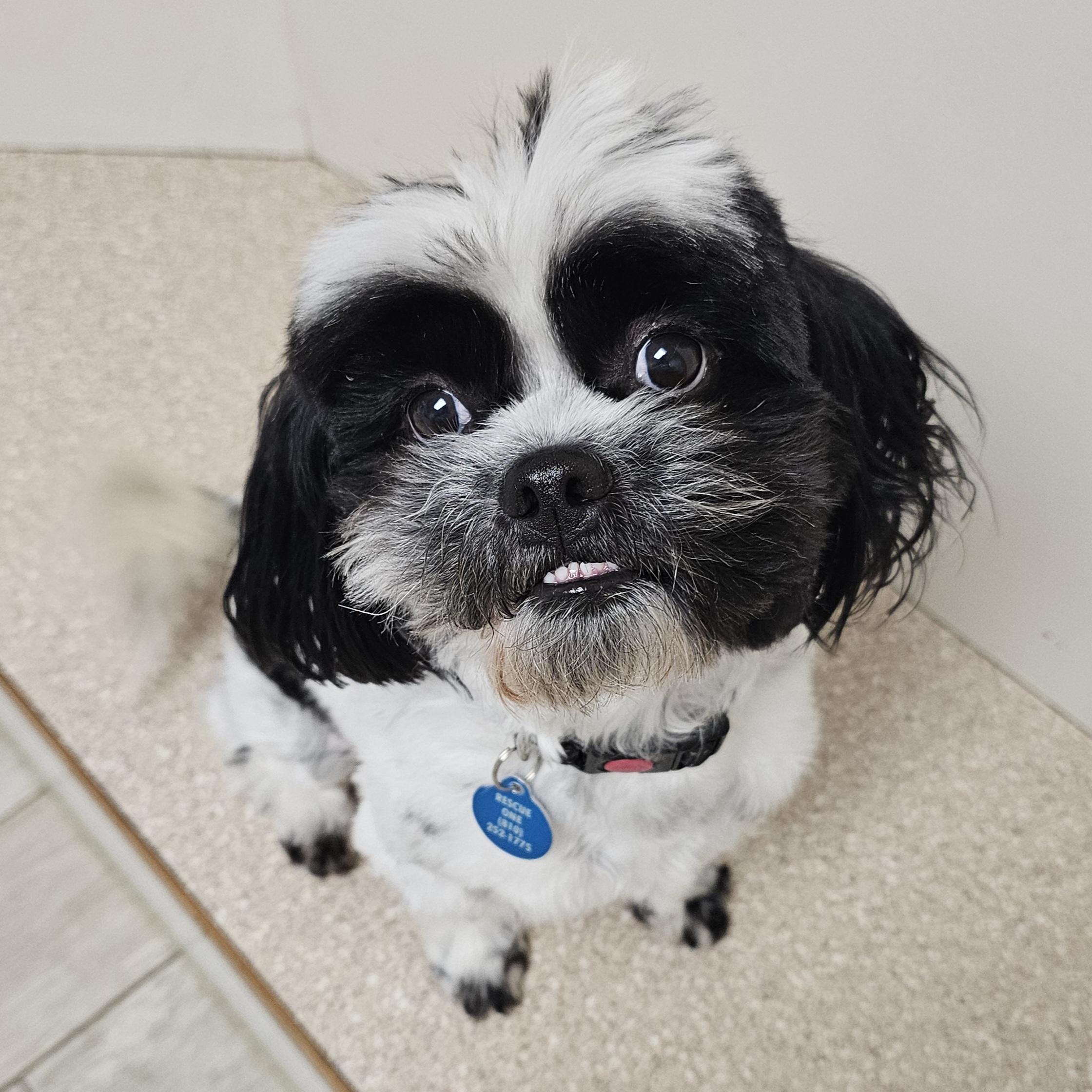 Enlarge ROCKY, a Adoptable Shih Tzu in Fenton, MI image 3/6
