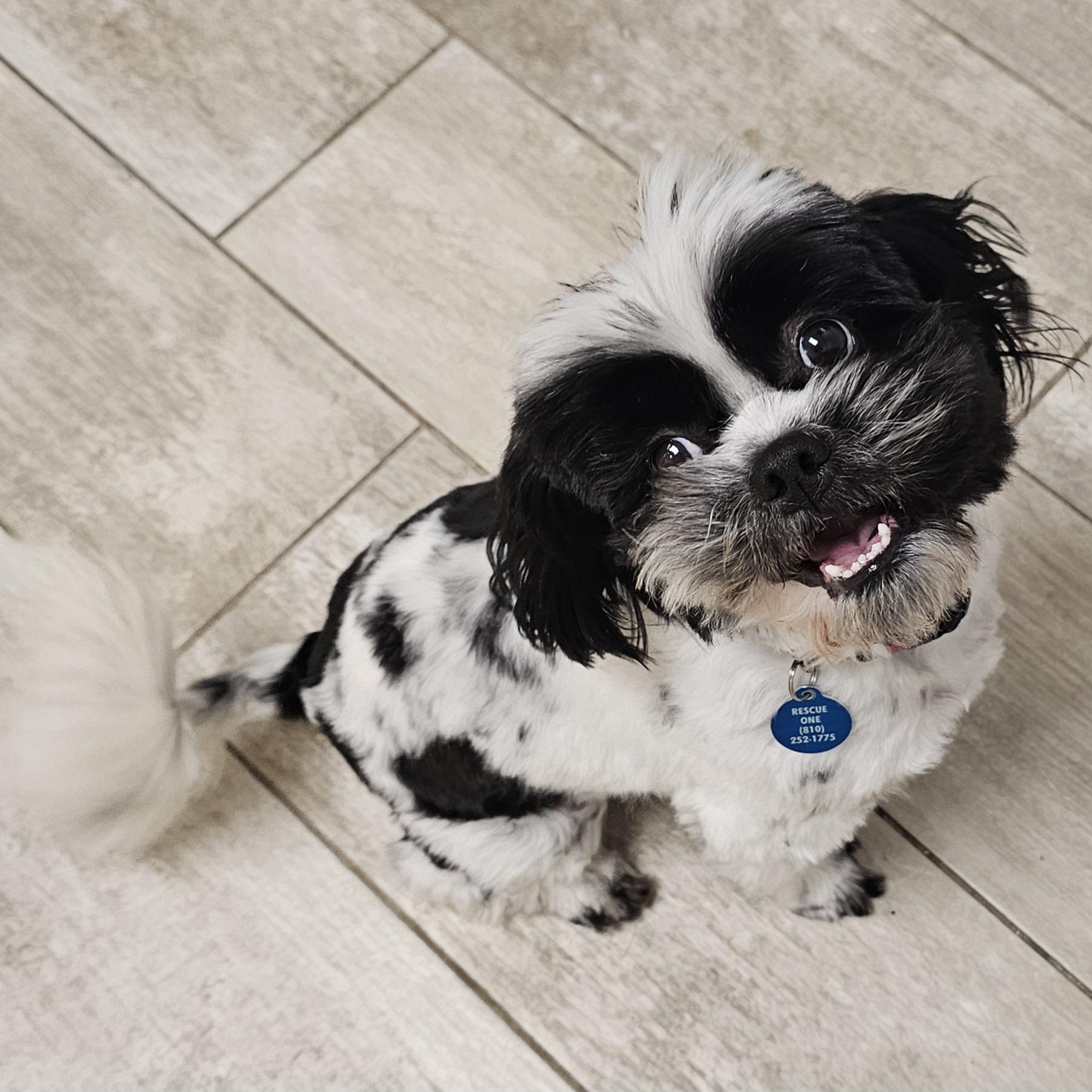 Enlarge ROCKY, a Adoptable Shih Tzu in Fenton, MI image 5/6