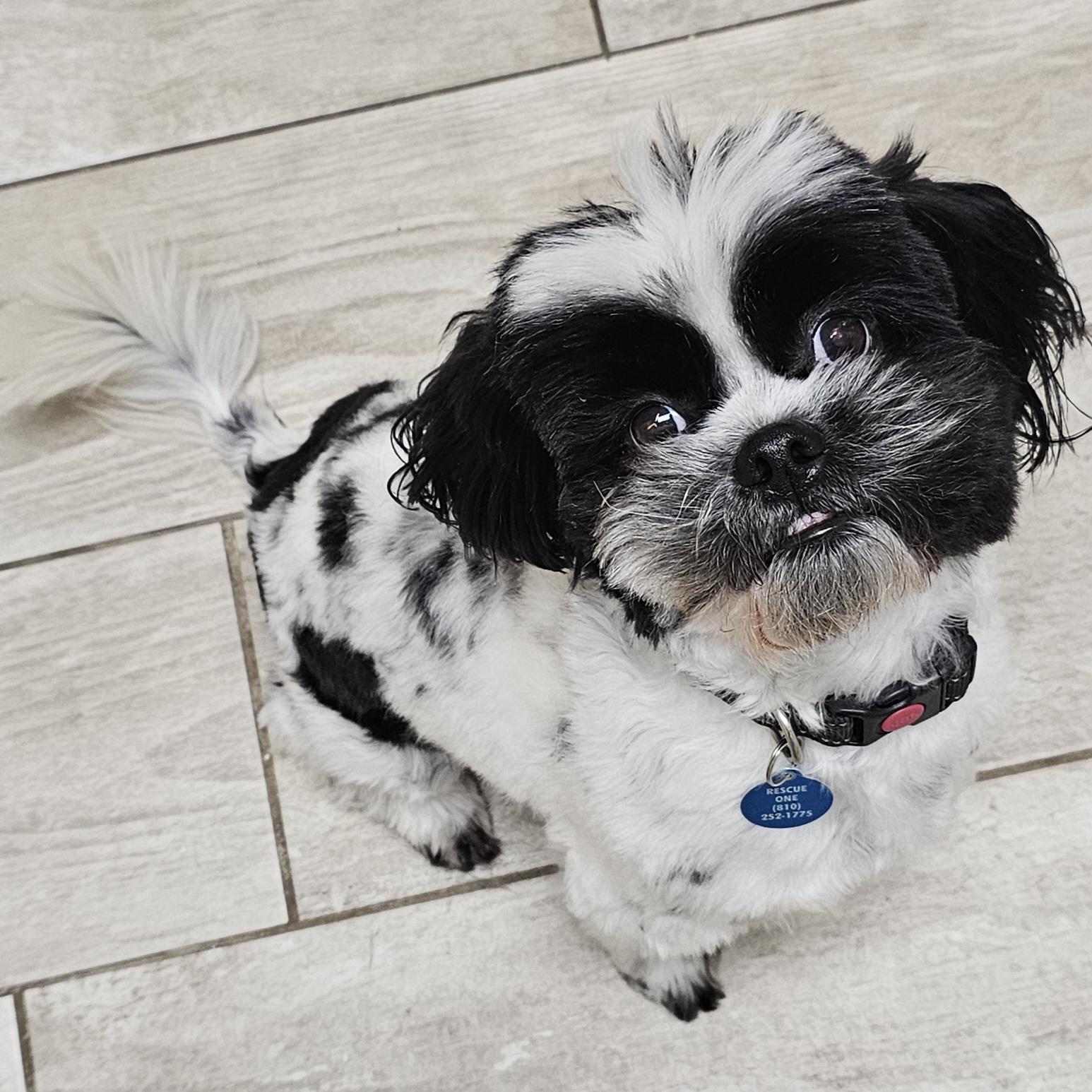 Enlarge ROCKY, a Adoptable Shih Tzu in Fenton, MI image 4/6