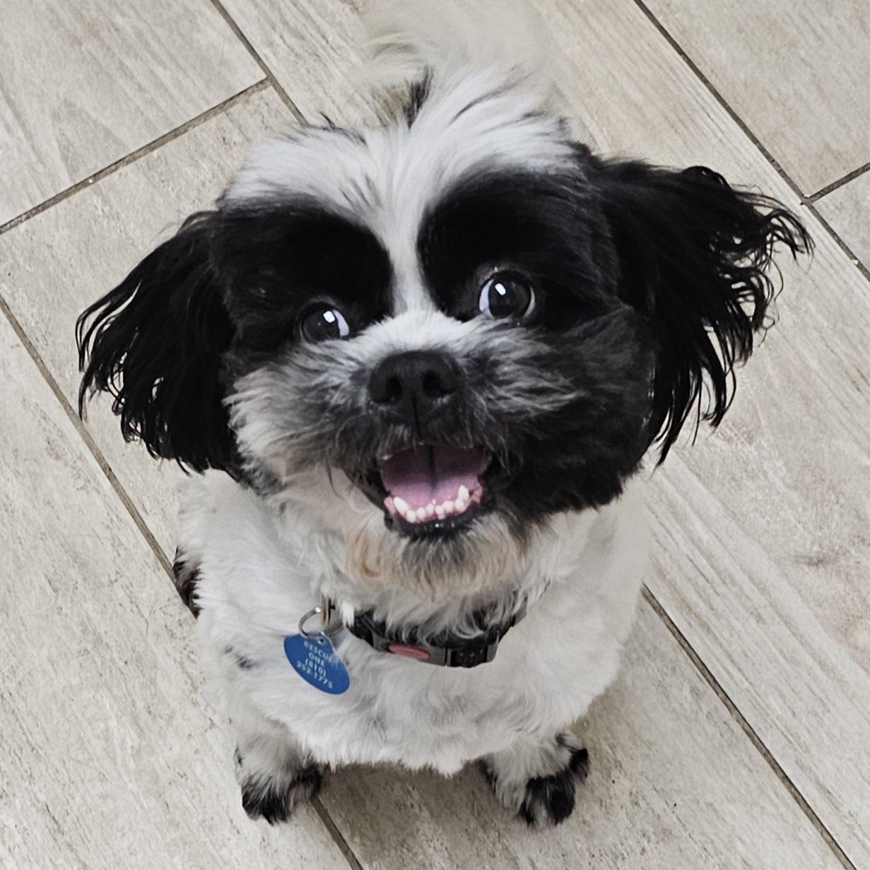 Enlarge ROCKY, a Adoptable Shih Tzu in Fenton, MI image 1/6