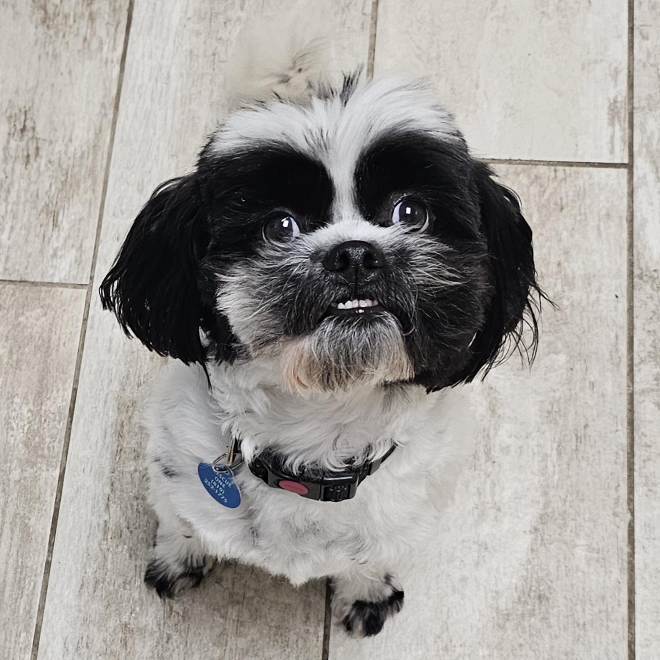 Enlarge ROCKY, a Adoptable Shih Tzu in Fenton, MI image 6/6