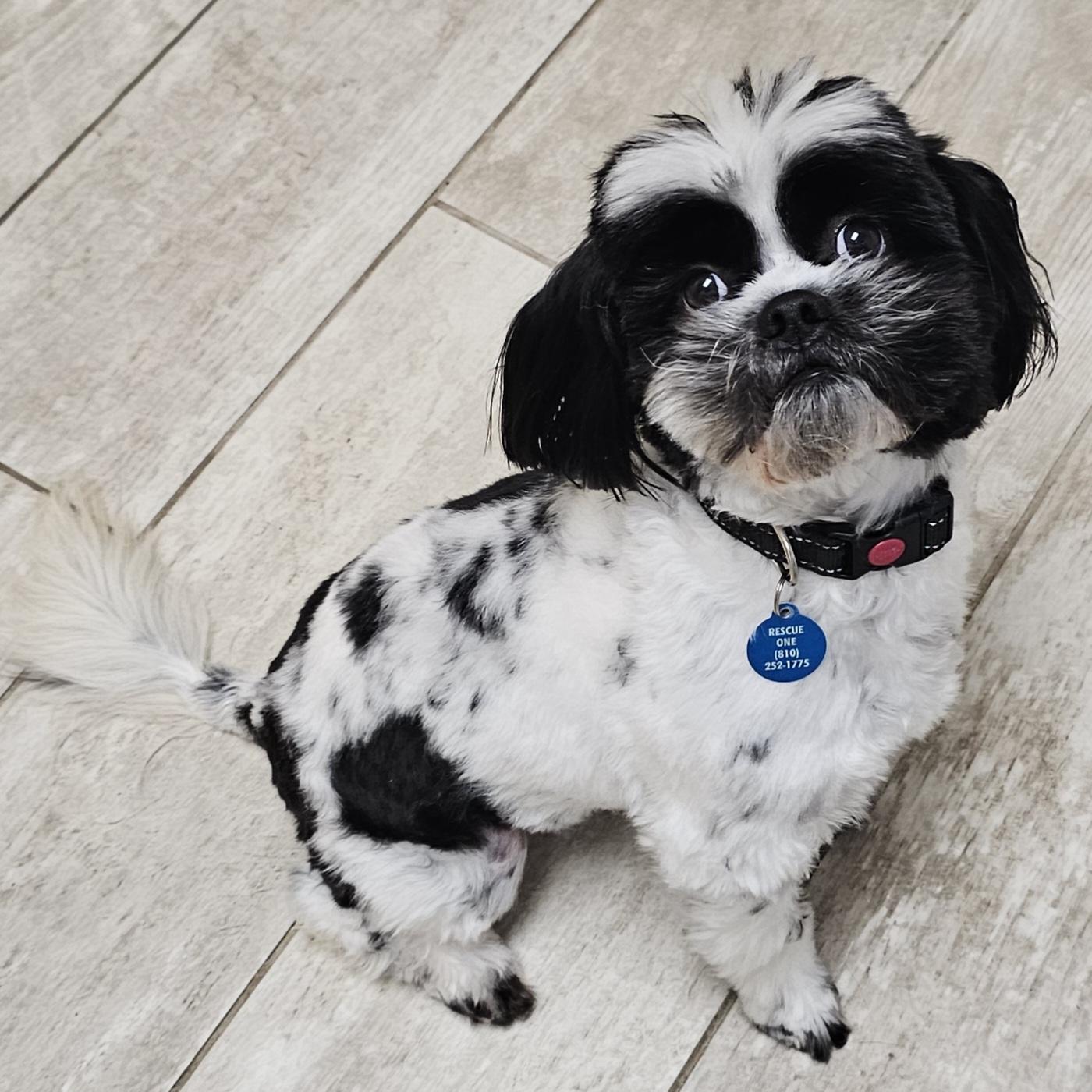 Enlarge ROCKY, a Adoptable Shih Tzu in Fenton, MI image 2/6