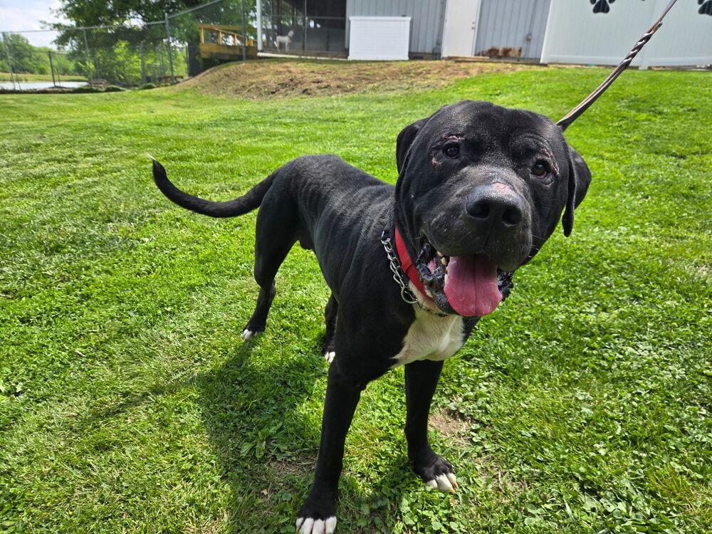 Teddy Bear, a Adoptable mixed breed in Linton, IN image 1/2