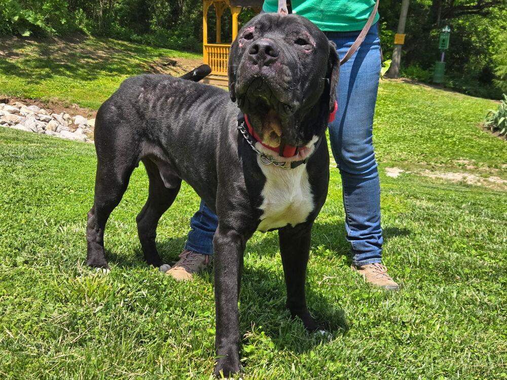 Teddy Bear, a Adoptable mixed breed in Linton, IN image 2/2