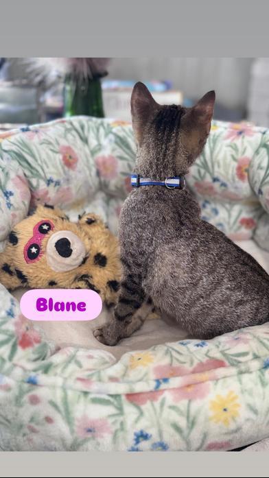 Blane