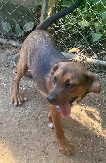 Summer & Zoey- Angels Waiting for their Furever!