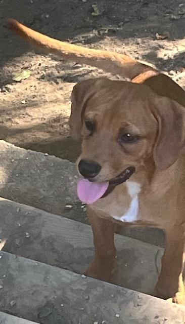 Summer & Zoey- Angels Waiting for their Furever!