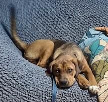 Summer & Zoey- Angels Waiting for their Furever!