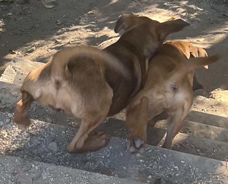 Summer & Zoey- Angels Waiting for their Furever!