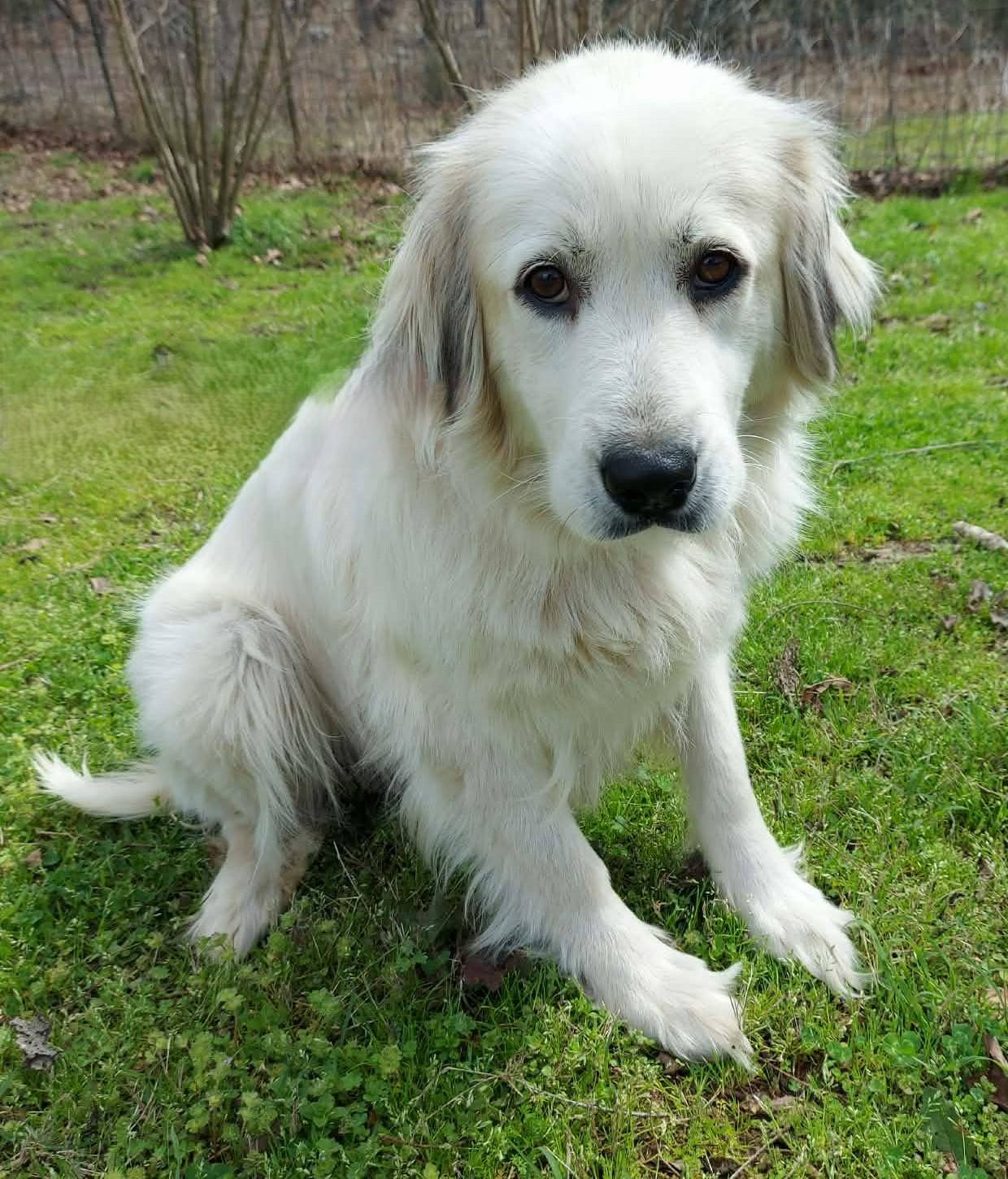 Enlarge Sierra, a ADOPTABLE Great Pyrenees in Kiowa, OK image 1/6