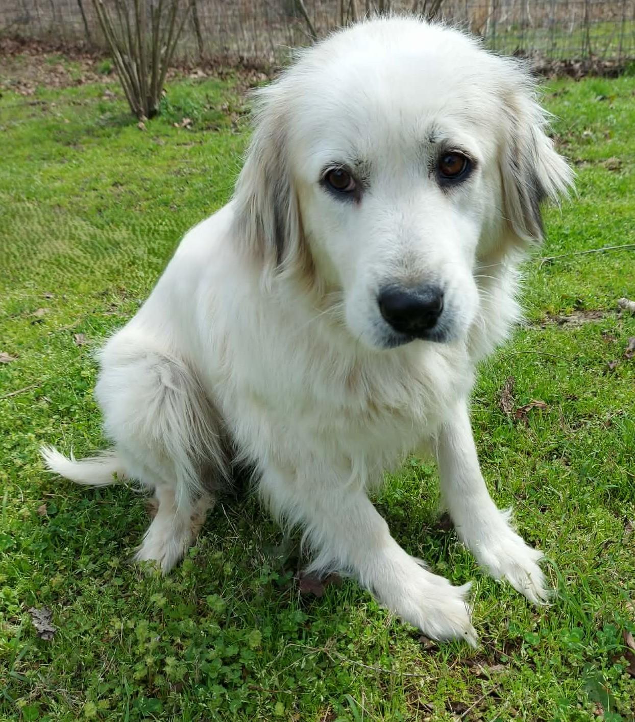 Enlarge Sierra, a ADOPTABLE Great Pyrenees in Kiowa, OK image 5/6