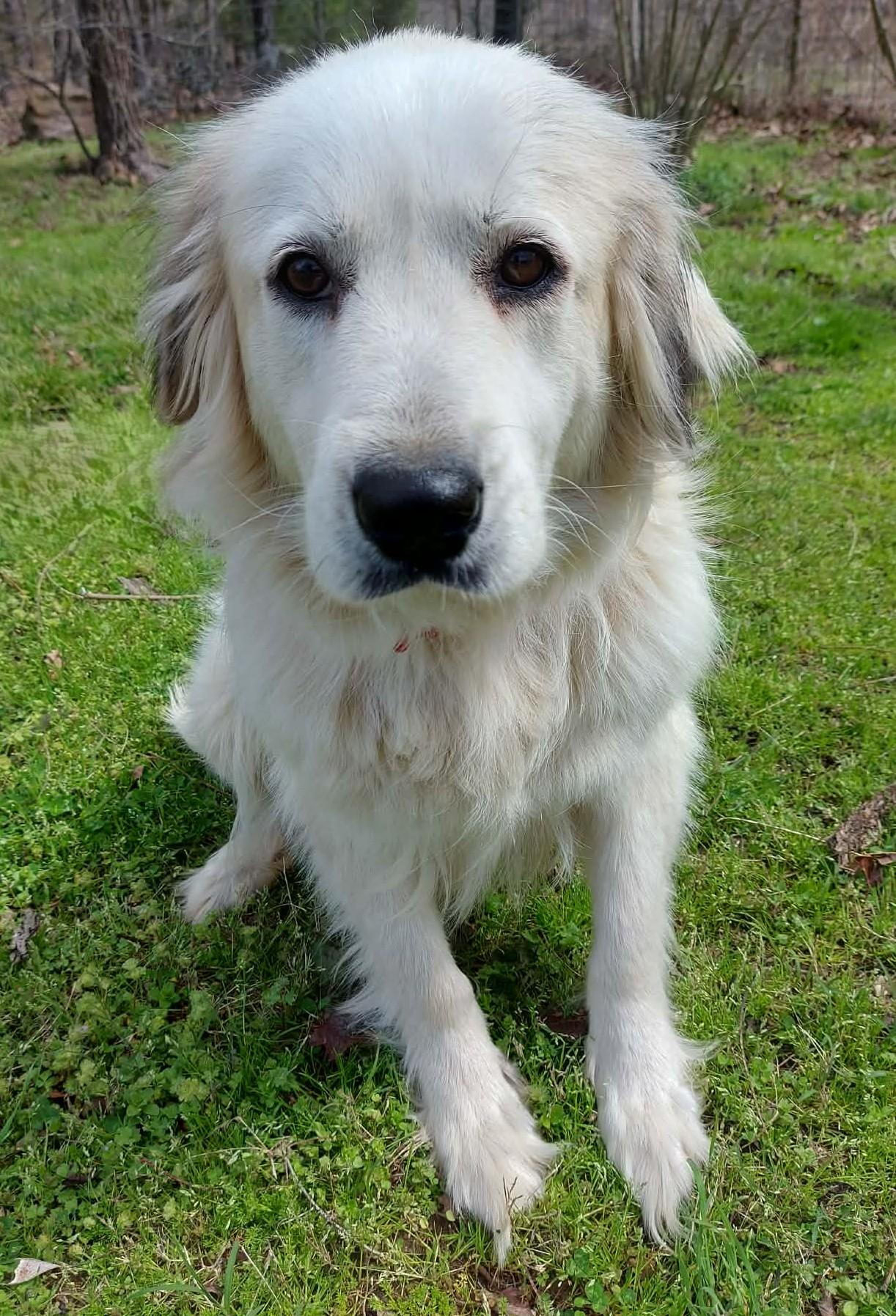Enlarge Sierra, a ADOPTABLE Great Pyrenees in Kiowa, OK image 2/6