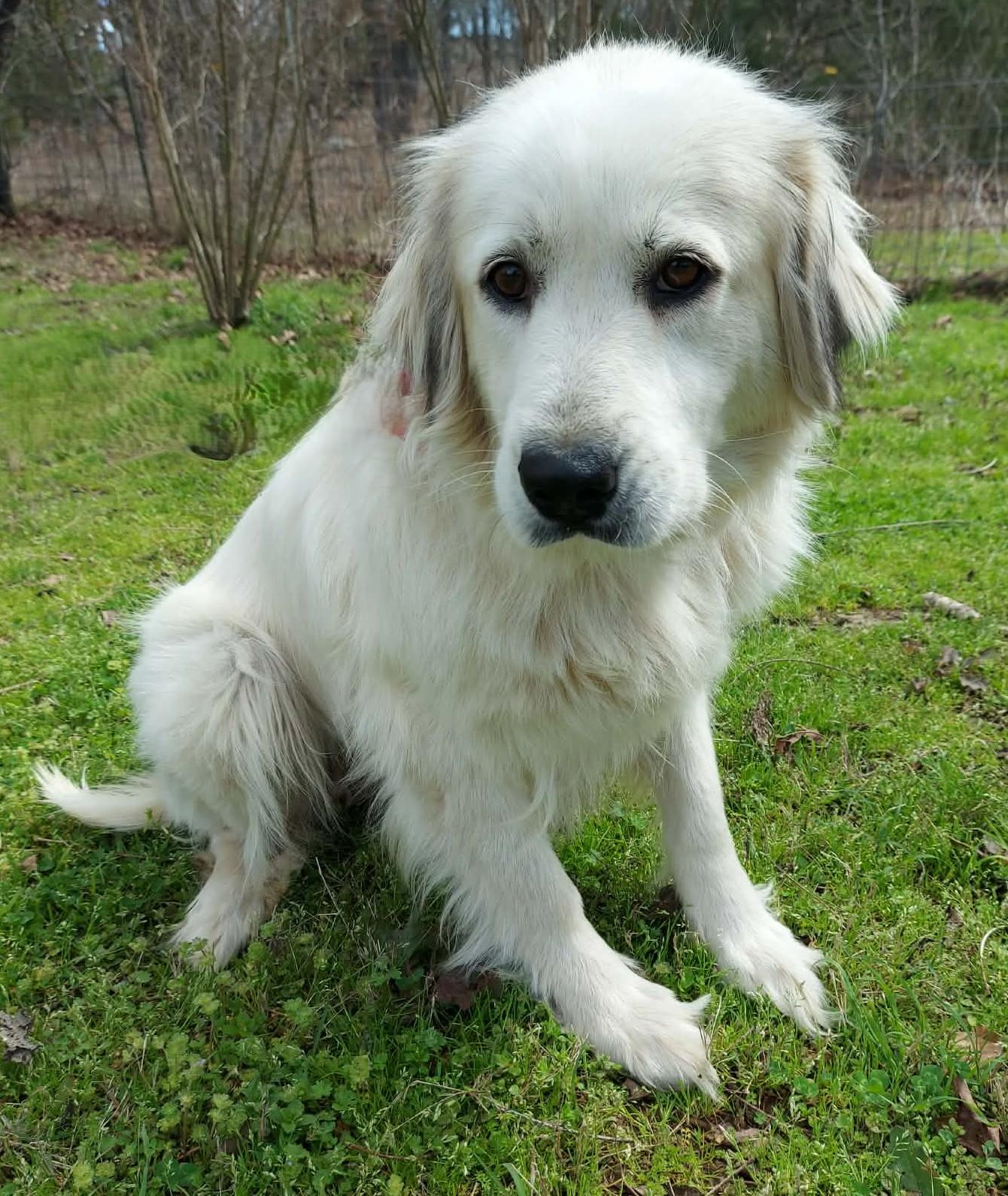 Enlarge Sierra, a ADOPTABLE Great Pyrenees in Kiowa, OK image 6/6