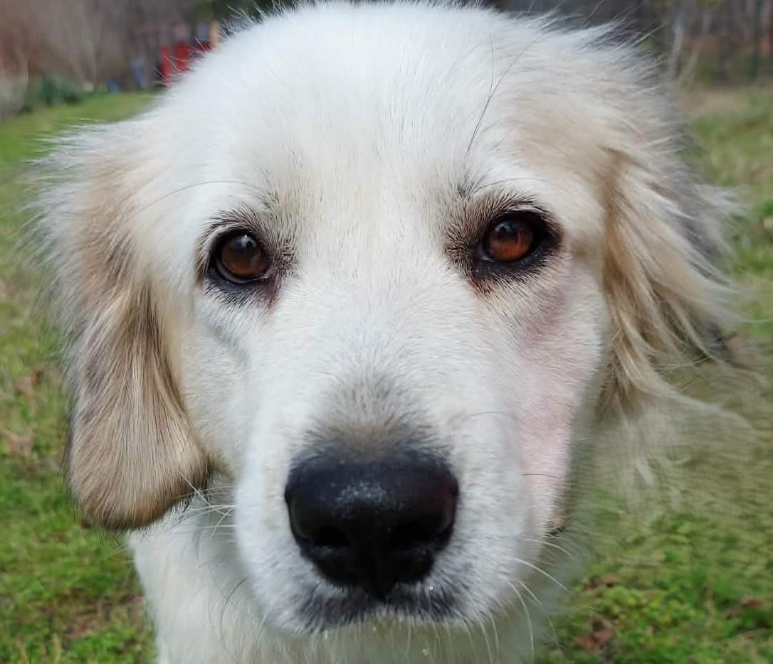 Enlarge Sierra, a ADOPTABLE Great Pyrenees in Kiowa, OK image 3/6