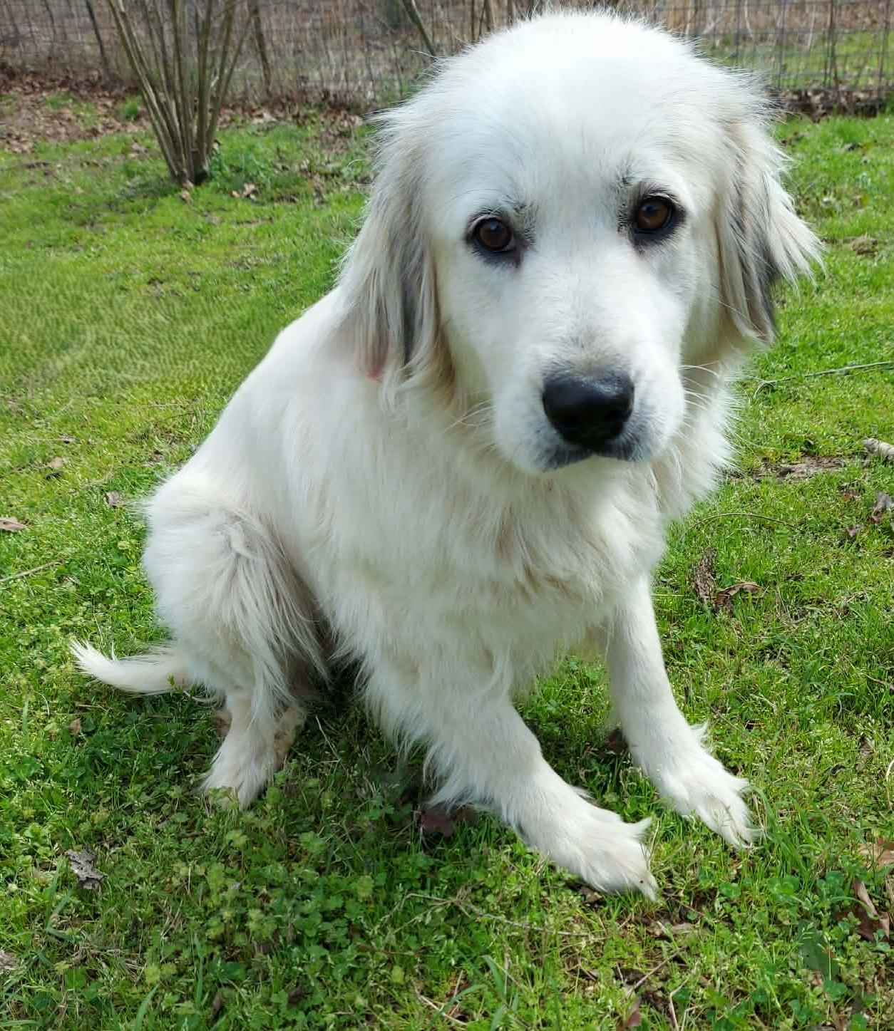 Enlarge Sierra, a ADOPTABLE Great Pyrenees in Kiowa, OK image 4/6