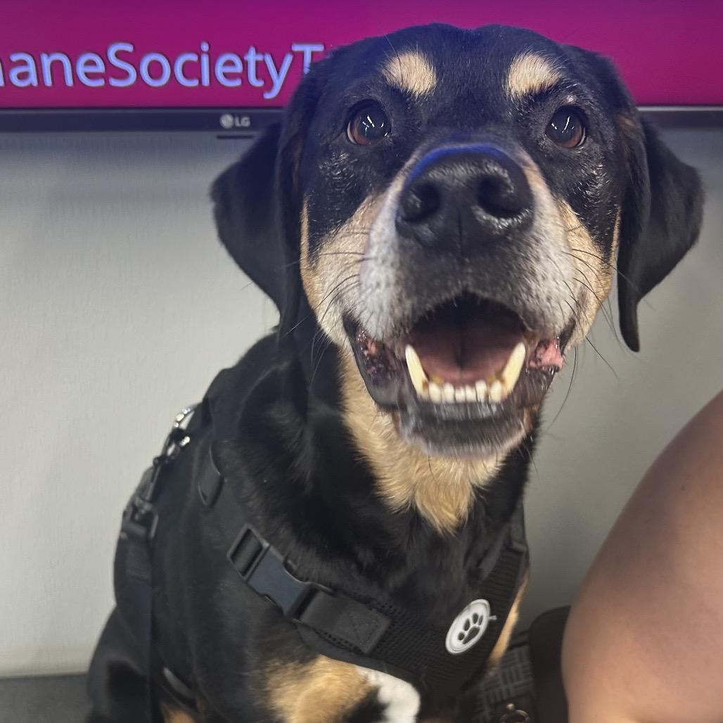 Enlarge Dozer, a Adoptable mixed breed in Tampa, FL image 1/1