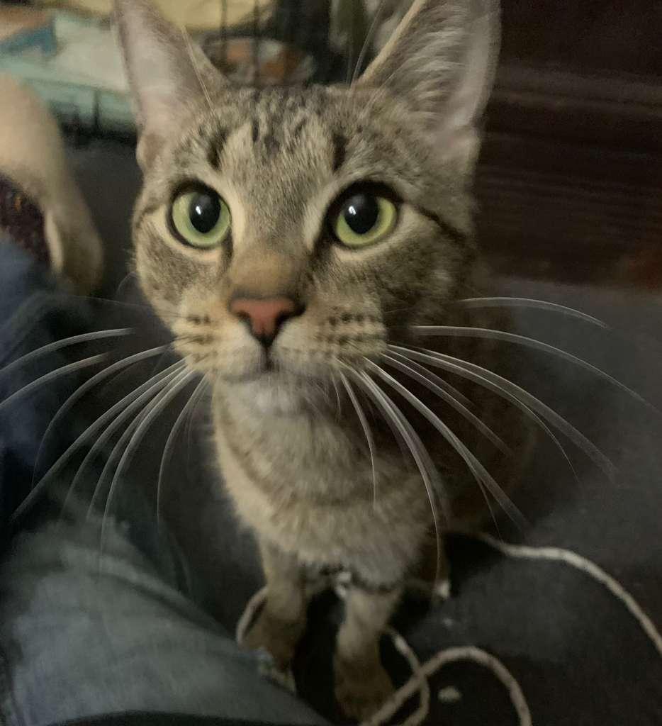 Leelu, an adoptable Domestic Short Hair in New Britain, CT image 3/4