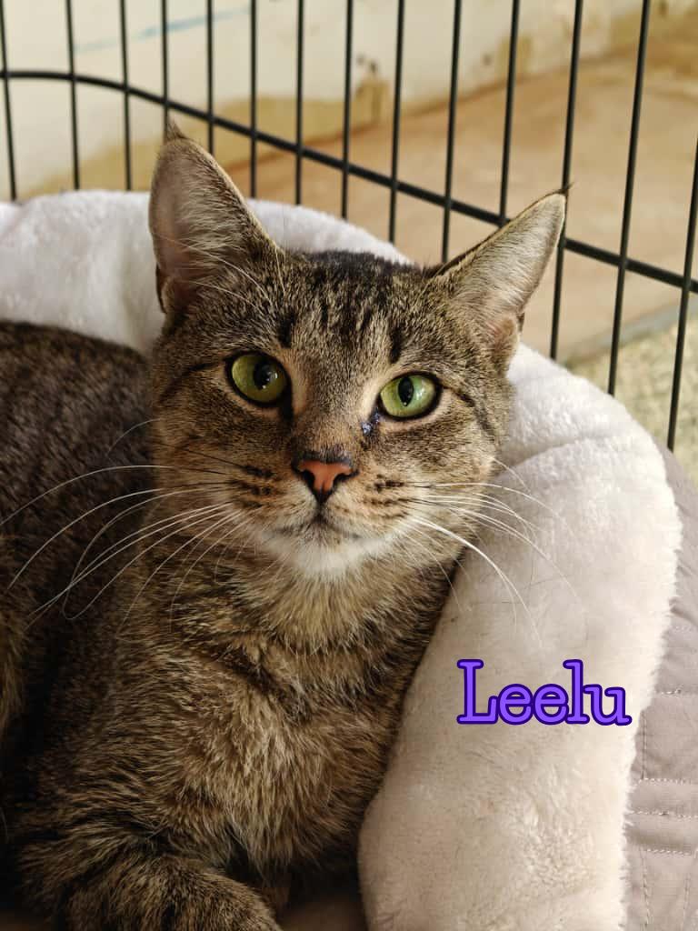 Leelu, adoptable, Adult Female Domestic Short Hair.