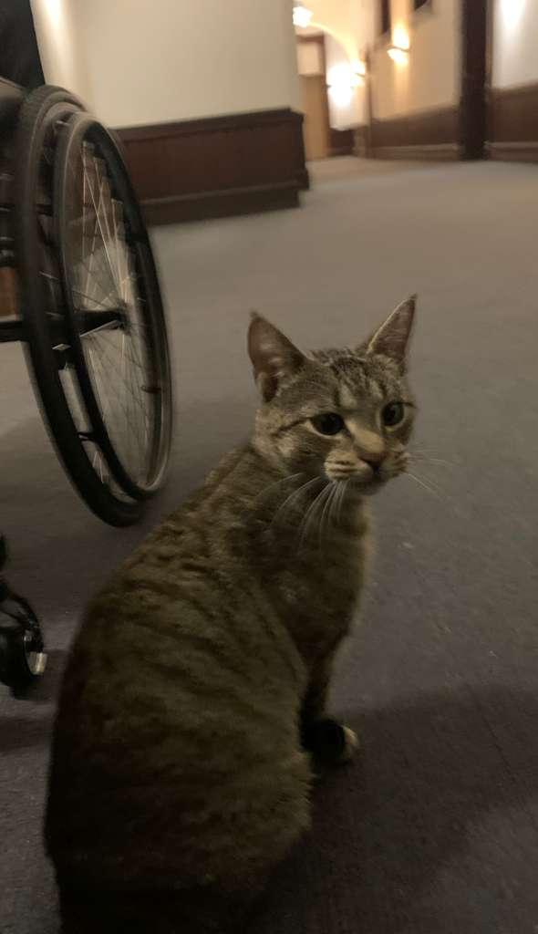 Leelu, an adoptable Domestic Short Hair in New Britain, CT image 4/4