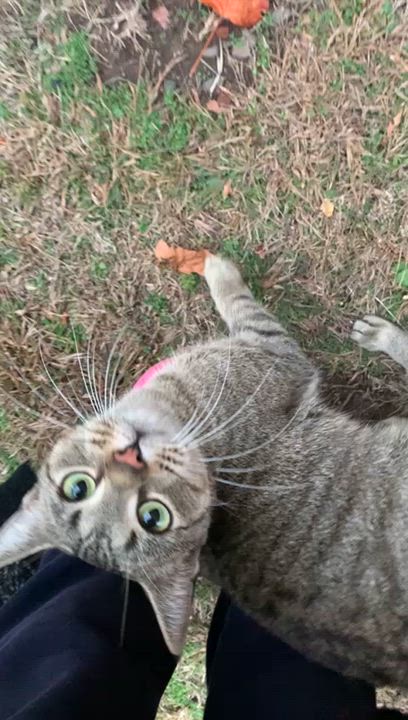 Enlarge Leelu, an adoptable Domestic Short Hair in New Britain, CT video 2/4