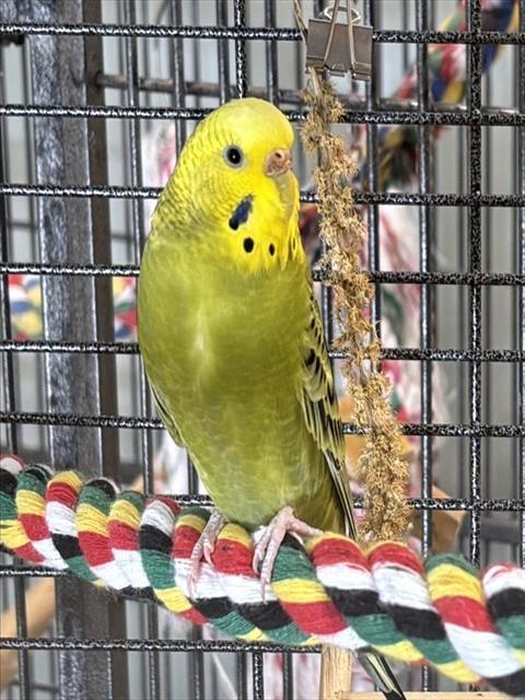 RITA, Adoptable, Young Female Parakeet (Other).