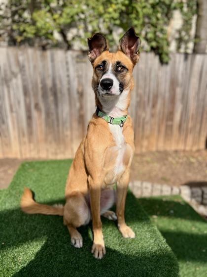 Scout, Adoptable, Adult Female Mixed Breed & Mixed Breed.