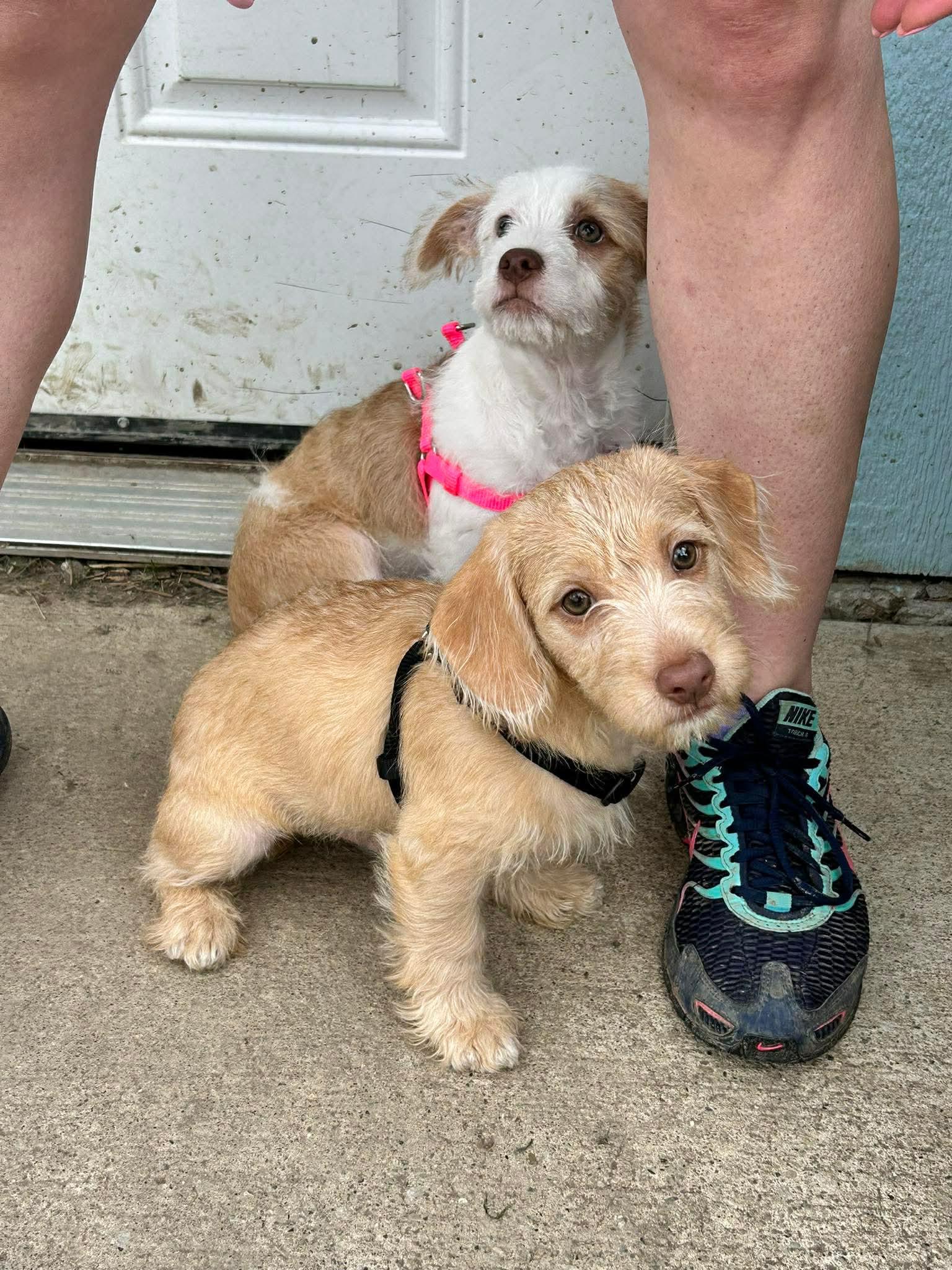 Enlarge Henry, a ADOPTABLE mixed breed in Brunswick, OH image 3/5