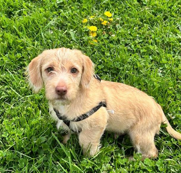 Enlarge Henry, a ADOPTABLE mixed breed in Brunswick, OH image 1/5