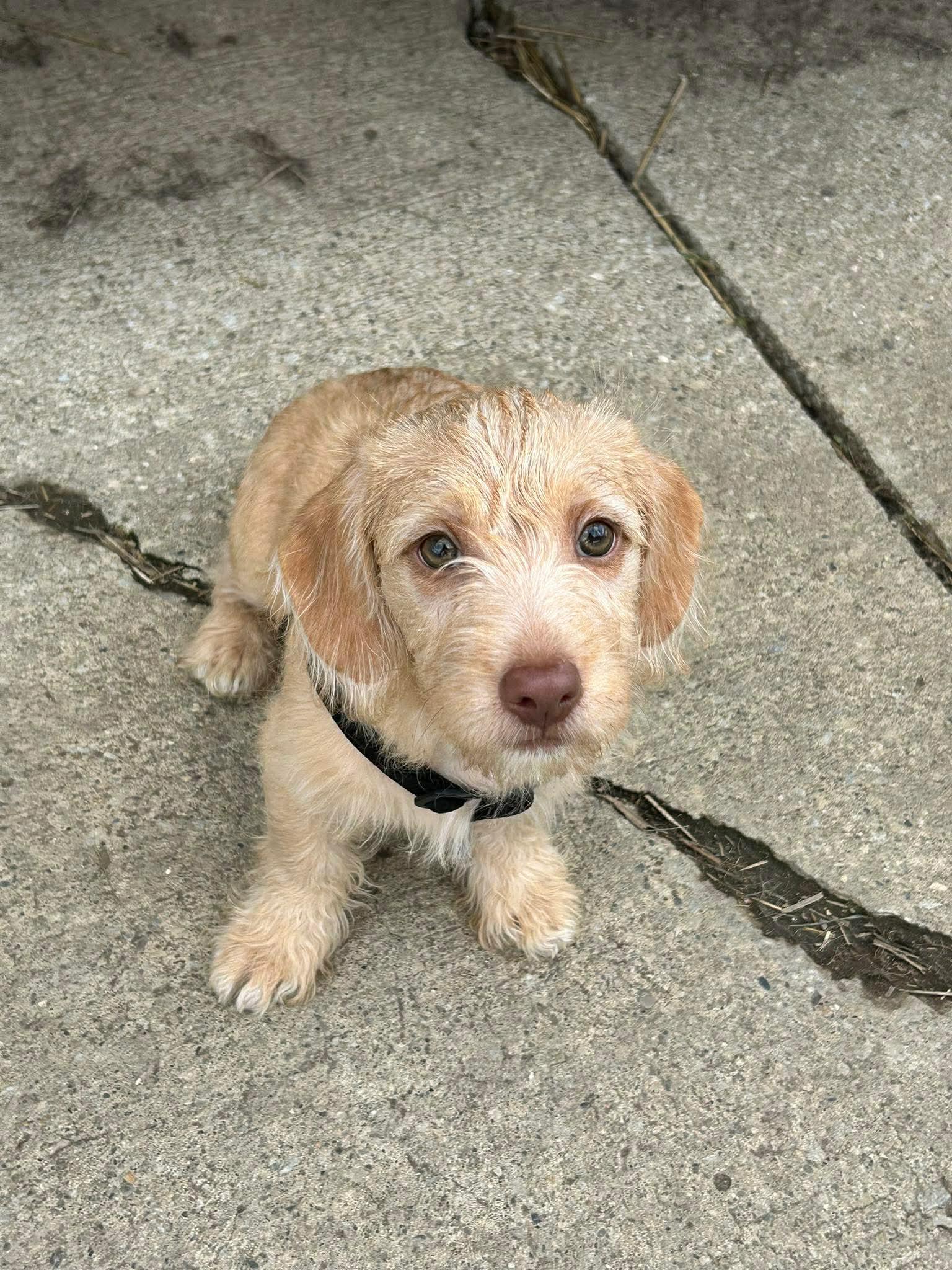 Enlarge Henry, a ADOPTABLE mixed breed in Brunswick, OH image 2/5