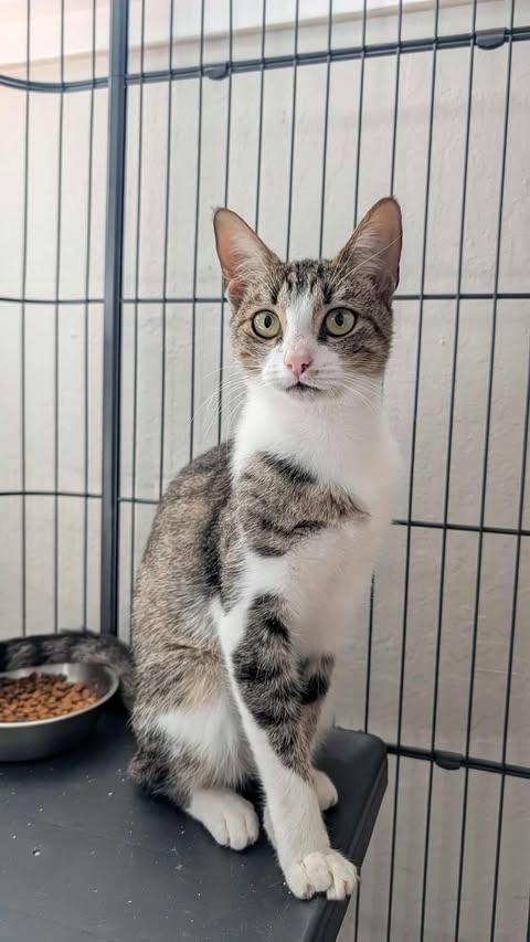 Enlarge Prue, a Adoptable mixed breed in Santa Clara, CA image 2/4