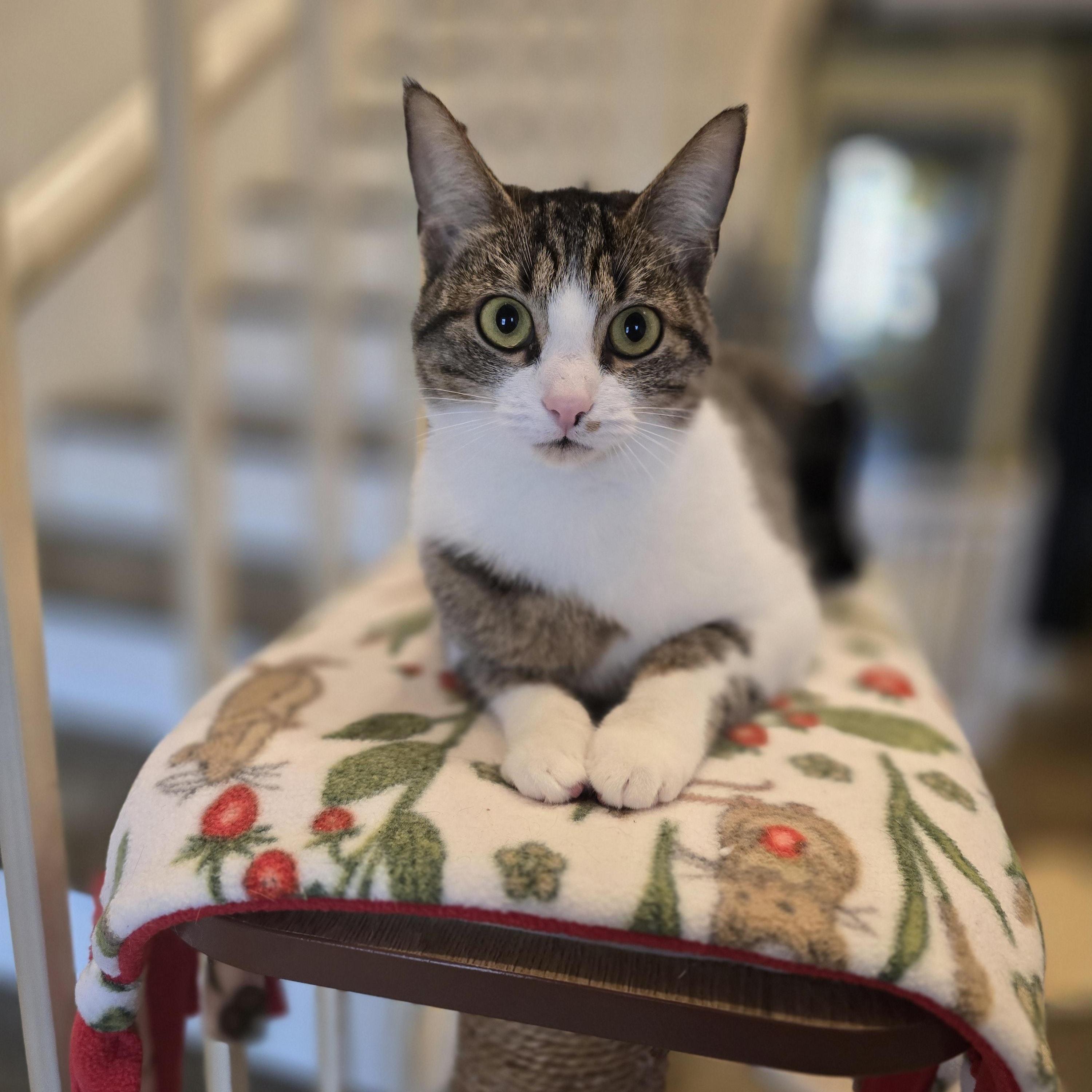 Enlarge Prue, a Adoptable mixed breed in Santa Clara, CA image 3/4