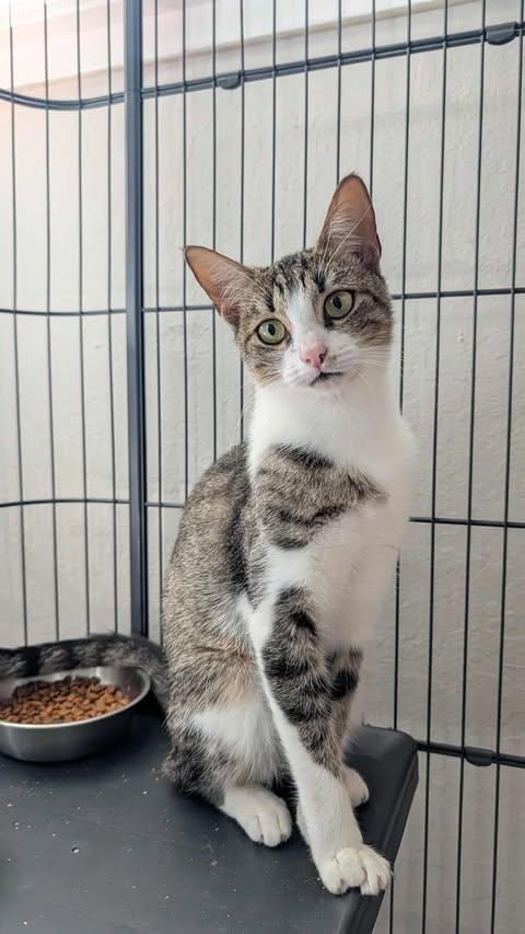 Enlarge Prue, a Adoptable mixed breed in Santa Clara, CA image 4/4