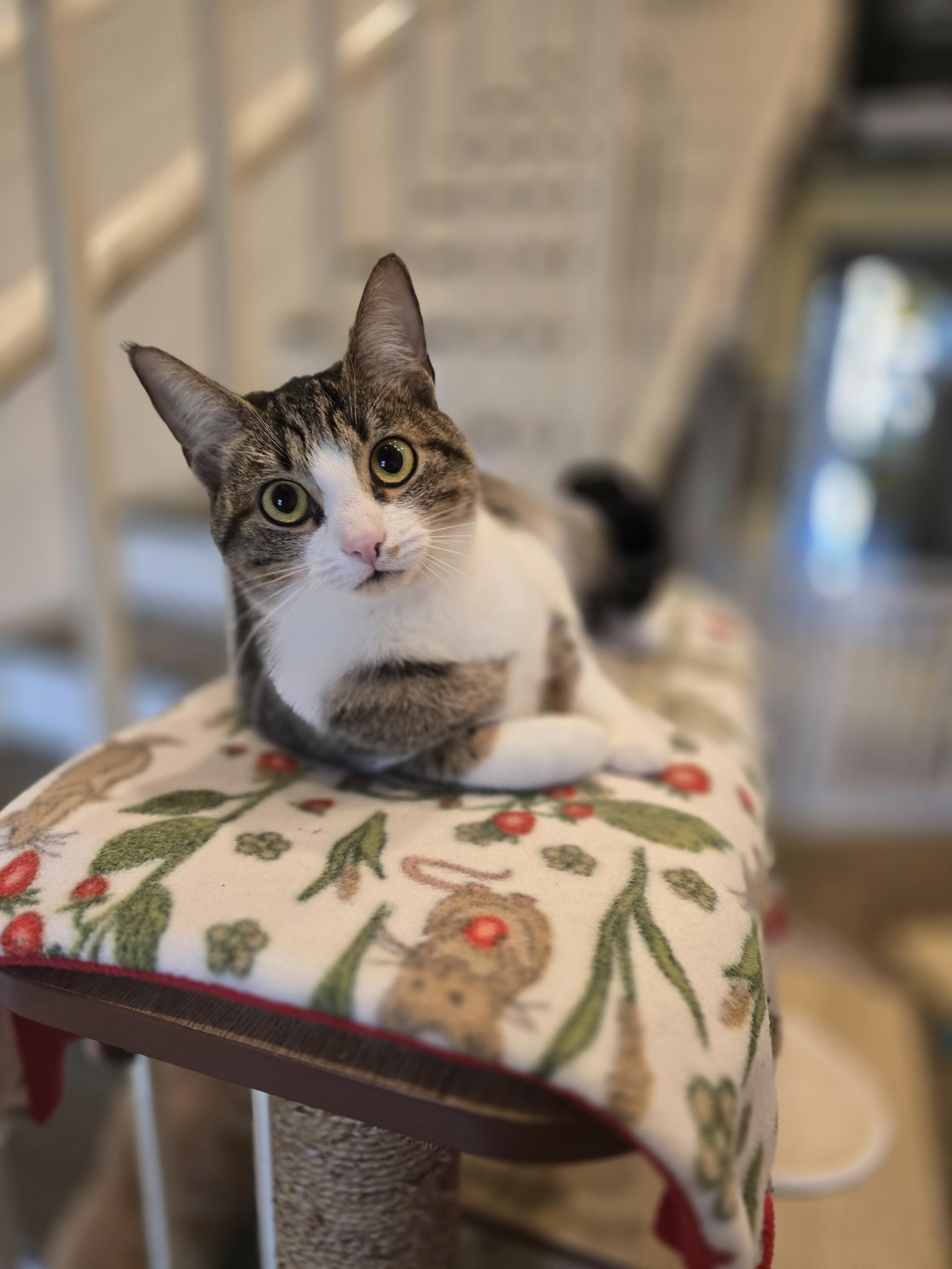 Enlarge Prue, a Adoptable mixed breed in Santa Clara, CA image 1/4