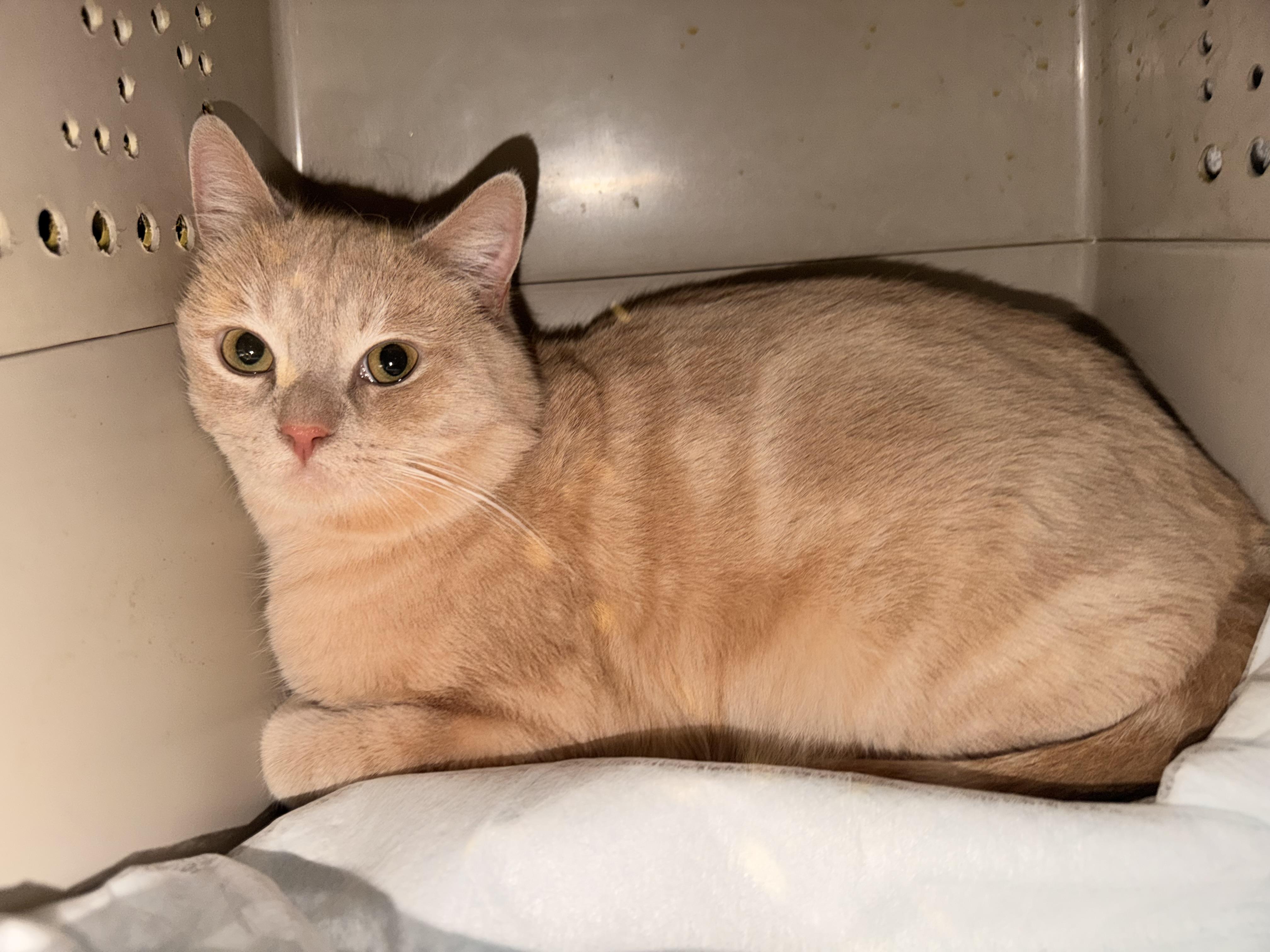 Enlarge Tigger Bear, an adopted mixed breed in New York, NY image 3/6