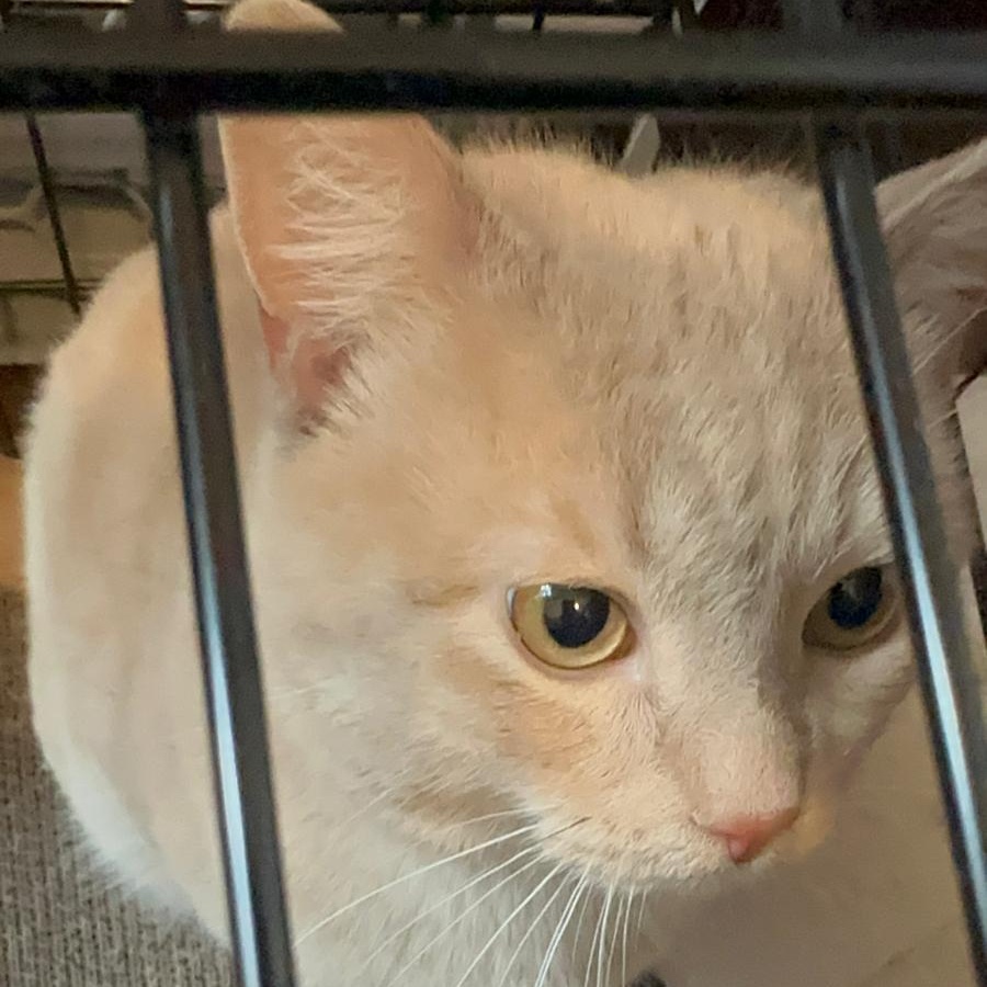 Enlarge Tigger Bear, an adopted mixed breed in New York, NY image 2/6