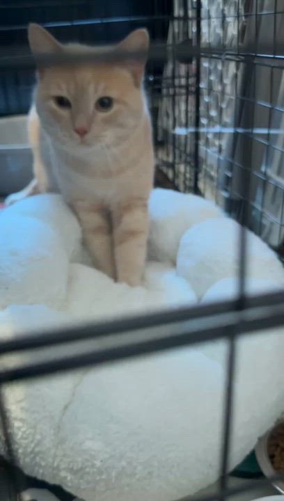 Enlarge Tigger Bear, an adopted mixed breed in New York, NY video 5/6