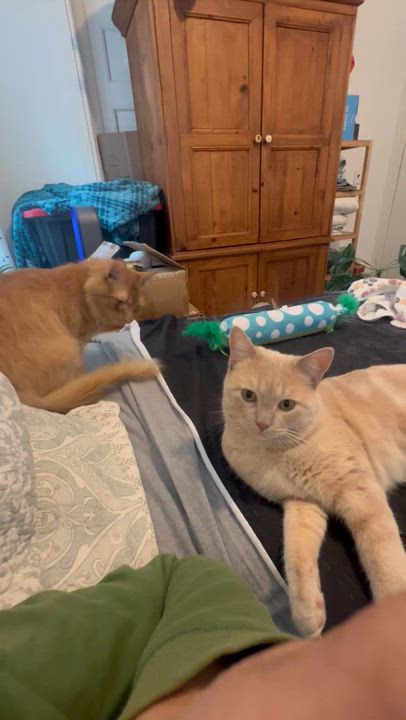 Enlarge Tigger Bear, an adopted mixed breed in New York, NY video 6/6