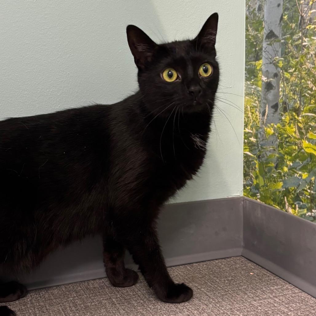 Luna, Adoptable, Adult Female Domestic Short Hair.