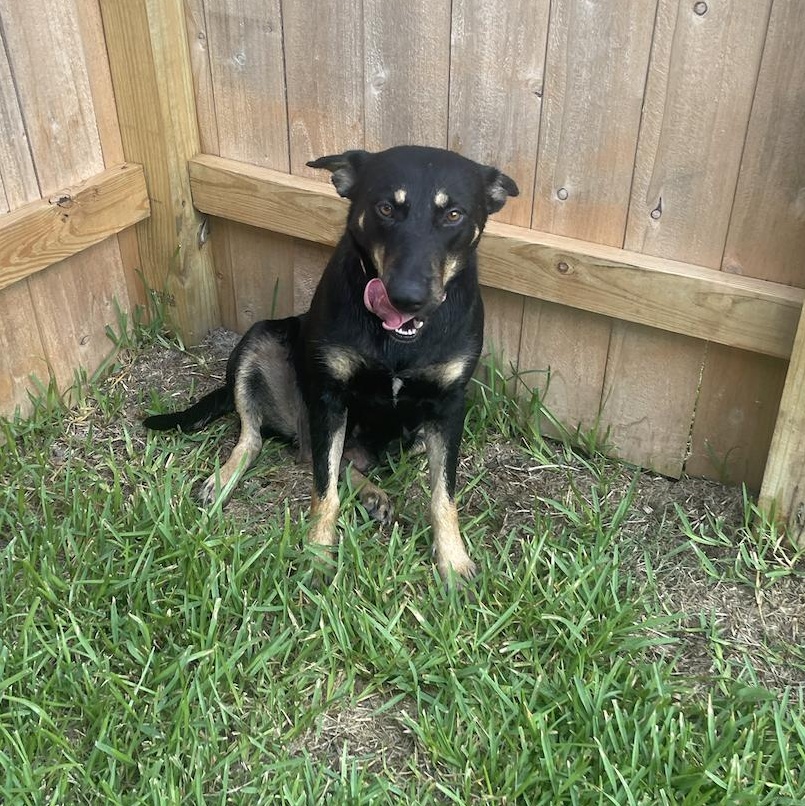 Ghirardelli, a Adoptable mixed breed in Coopersburg, PA image 2/6